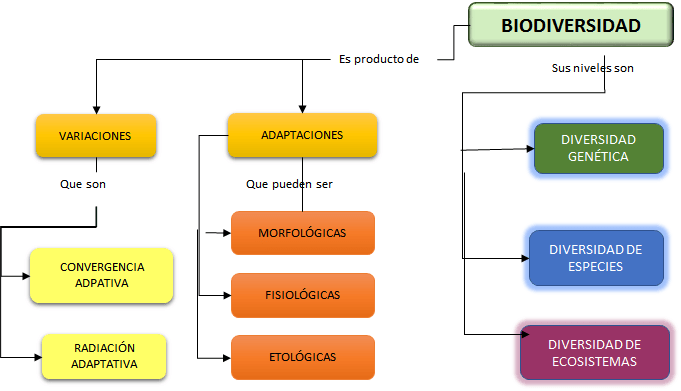 Mapa conceptual biodiversidad en los ecosistemas